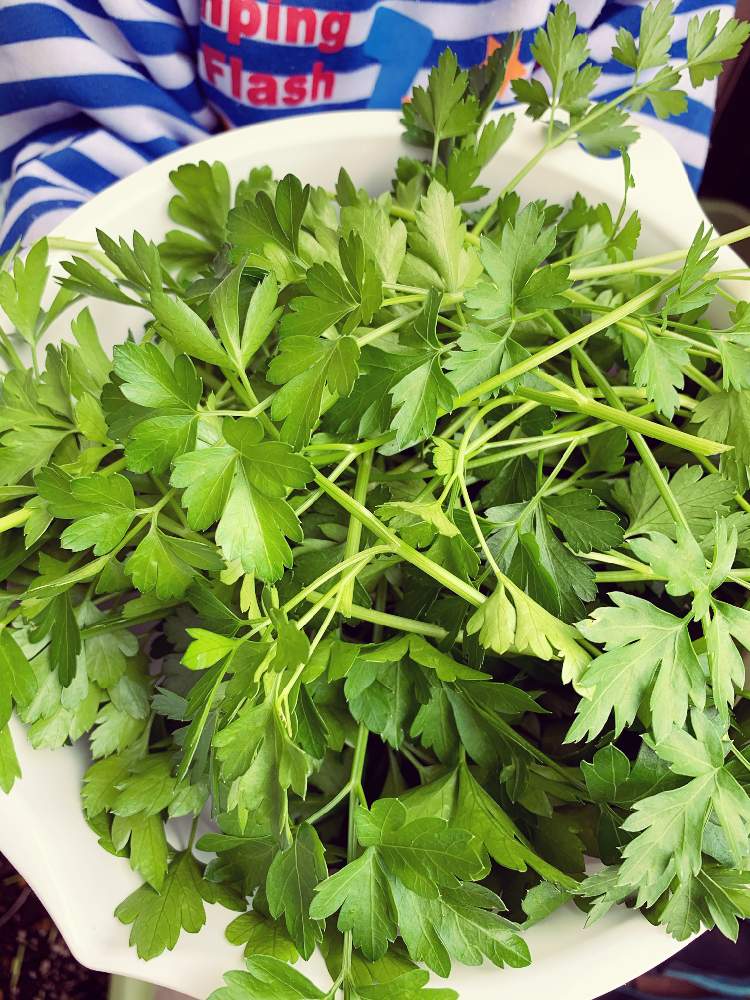 イタリアンパセリの投稿画像 By けろさん 収穫物とプランターと家庭菜園とおうち園芸とハーブのある暮らしと連投ごめんなさい 月4月16日 Greensnap グリーンスナップ