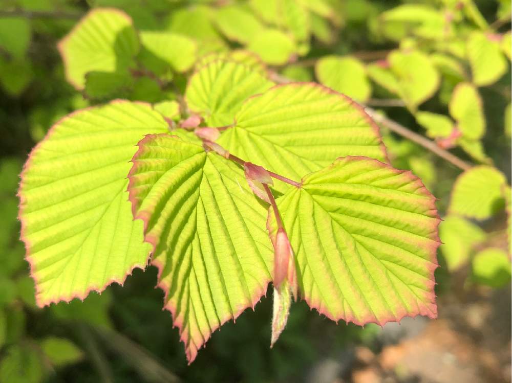 ヒュウガミズキの投稿画像 By ピノコさん ハッパバッカリ 月4月16日 Greensnap グリーンスナップ