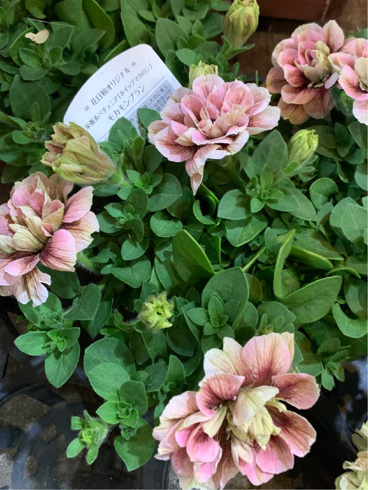 ホイップマカロン モカモンブランの投稿画像 By みーちゃんさん ペチュニア とホイップマカロンとおうち園芸とペチュニア と花日和オリジナル 栄養系 ペチュニアと小さな小さな庭と花のある暮らし 月4月16日 Greensnap グリーンスナップ