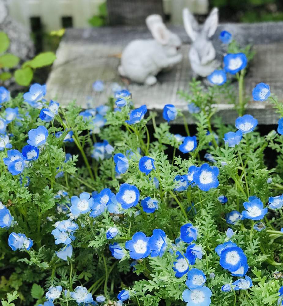 ネモフィラの投稿画像 By Junさん ガーデニングと花のある暮らしと 小さな花とおうち園芸 月4月16日 Greensnap グリーンスナップ