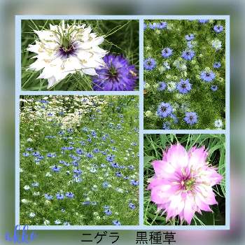 公園の花壇のニゲラの投稿画像一覧 Greensnap グリーンスナップ