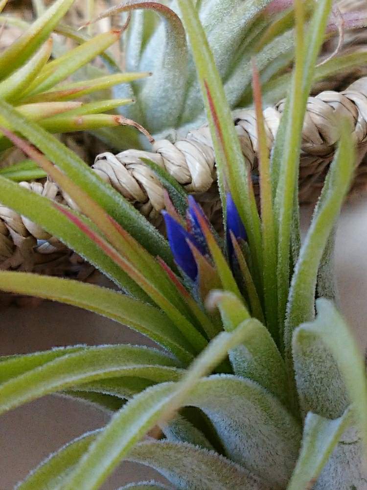 チランジア コルビーの投稿画像 By くまきちさん 花のある暮らしと癒し系とエアープランツ チランジアといつ咲くの 月4月16日 Greensnap グリーンスナップ