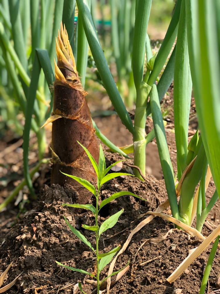 ハナモモの投稿画像 By Macocoさん ネギとタケノコと竹林とたけのことタケノコ掘りと 孟宗竹 とハナモモ と家庭菜園奮闘日記 月4月16日 Greensnap グリーンスナップ