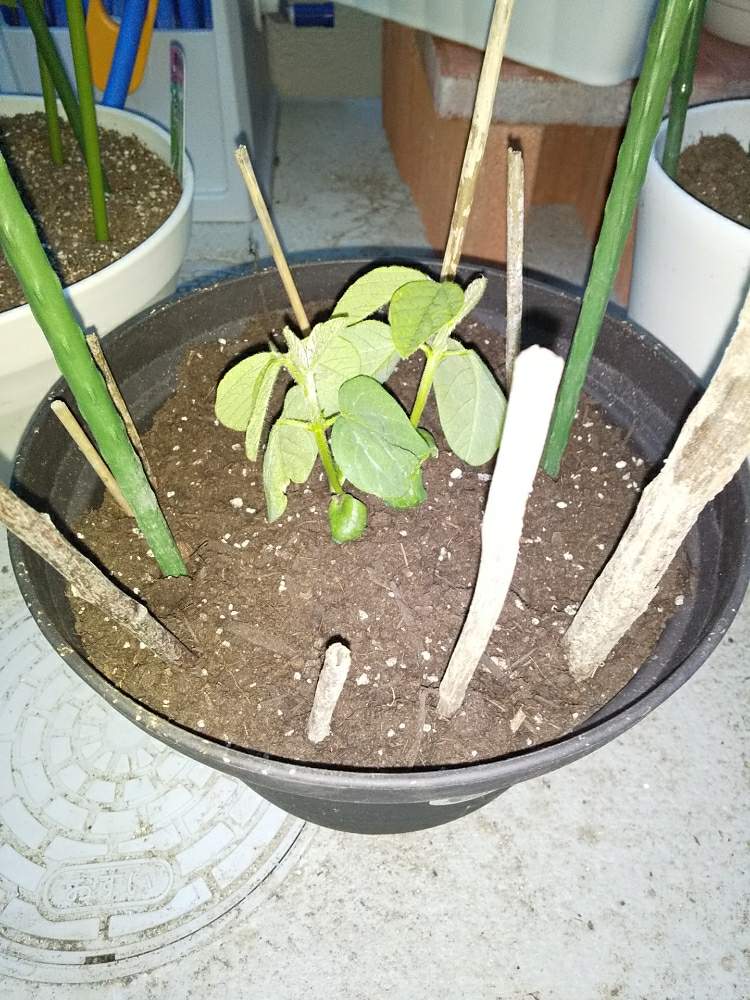 枝豆の投稿画像 By Nbuさん 家庭菜園とプランター栽培 月4月16日 Greensnap グリーンスナップ