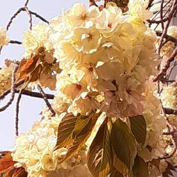 サクラの木の画像 by ばら喜知さん | お出かけ先とサクラとサクラの木とさくら サクラ 桜と2020桜フォトコンと感動が止まらないとはるのお花♡♬とさくら 桜 サクラとiPhone6sとはると素敵な出会いとスマホ写真と花のある暮らしとスマホで撮影と魅せられてと桜 さくら サクラサクとさくら桜サクラとiPhone撮影