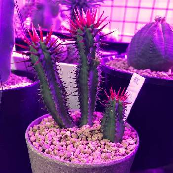 野原園芸の投稿画像一覧 Greensnap グリーンスナップ