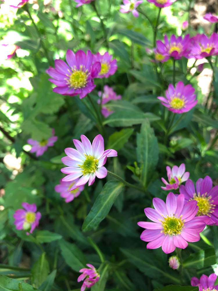 ミヤコワスレの投稿画像 By Ga さん ミヤコワスレ ピンク花 と元気になって と皆様のお陰でここまで来れましたとgreenが好きと私応援してますから O O とピンク大好きと ありがとうございます と晴れてるやんと花粉飛散日と 花のある暮らし 月4月16日