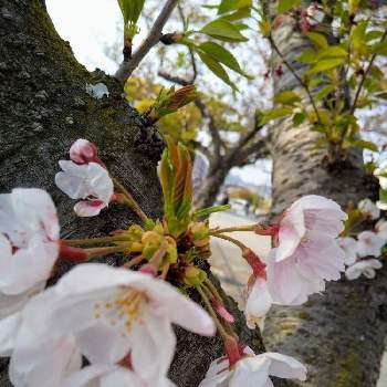 胴吹き桜の投稿画像一覧 Greensnap グリーンスナップ