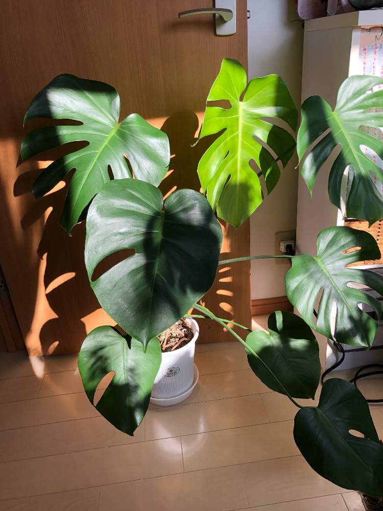 モンステラ デリシオーサの投稿画像 By ナンシーさん 部屋と観葉植物とモンステラ属と100均モンステラとダイソー産モンステラと観葉植物とモンステラ 属と100均モンステラとダイソー産モンステラ 月4月16日 Greensnap グリーンスナップ Greensnap モンステラ デリシオーサの投稿画像 By ナンシーさん 部屋と観葉植物とモンステラ属と100均モンステラとダイソー産モンステラと観葉植物とモンステラ 属と100均モンステラとダイソー産モンステラ 月4月16日 Greensnap グリーンスナップ Greensnap
