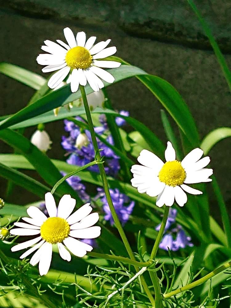 カモミールの投稿画像 By Keiさん かわいいな と花のある暮らしと白いお花 月4月16日 Greensnap グリーンスナップ