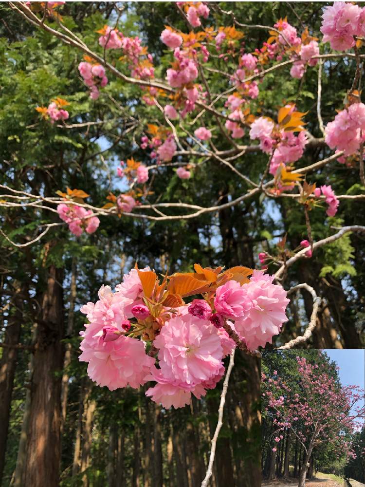 八重桜かも 挿し木や接木ができます 牡丹桜とも言われ 和歌にもでてきます 種類は300くらいあるようです また 塩漬けにして おめでたい日にお茶にして飲めます の投稿画像 By ピンクの山茶花さん さくら 桜 サクラとおでかけ先とgsアダルトチームと桜フォト