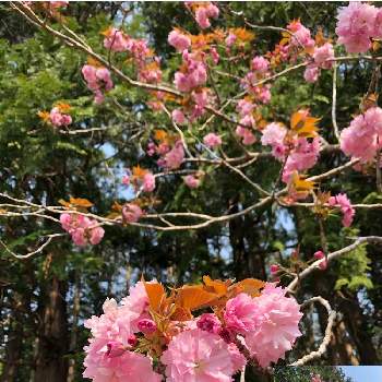 八重桜かも 挿し木や接木ができます 牡丹桜 とも言われ 和歌にもでてきます 種類は300くらいあるようです また 塩漬けにして おめでたい日にお茶にして飲めます の投稿画像一覧 Greensnap グリーンスナップ