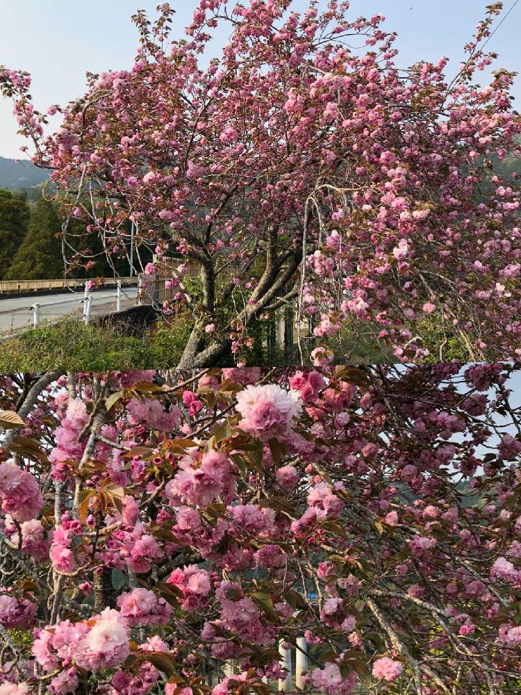 八重桜カンザンの投稿画像 By ピンクの山茶花さん さくら 桜 サクラとおでかけ先とgsアダルトチームと桜フォトコン 月4月16日 Greensnap グリーンスナップ