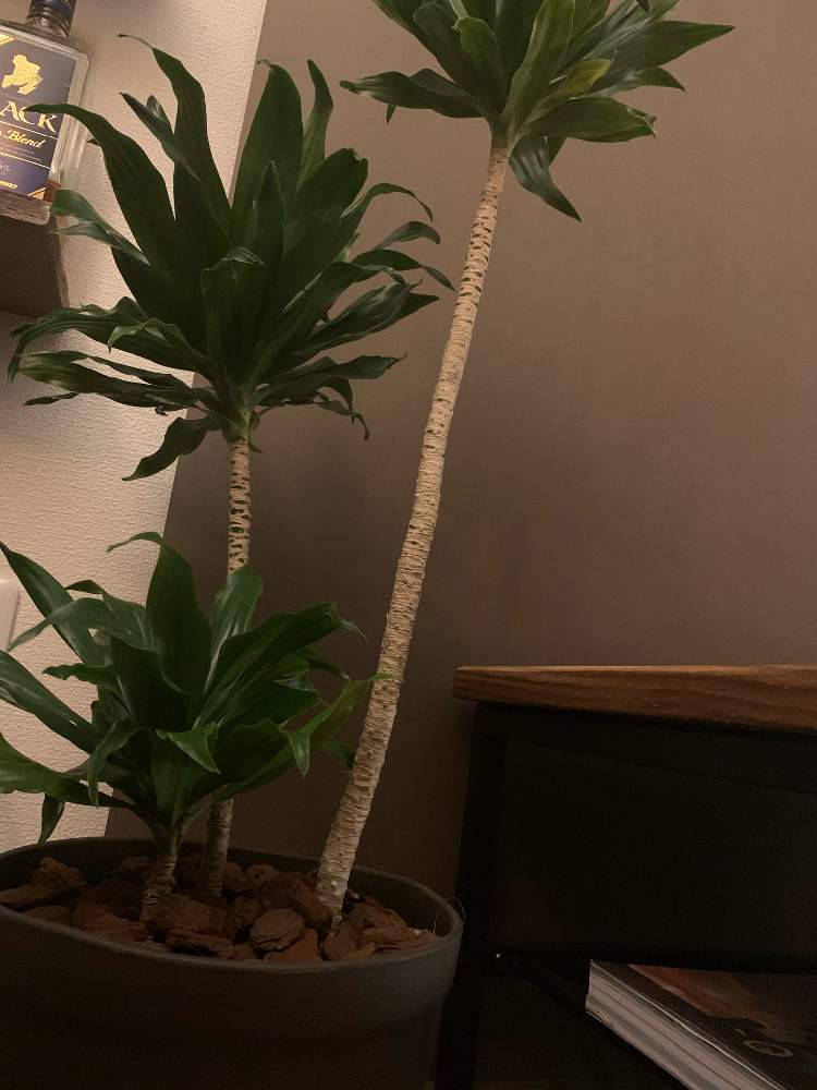 ドラセナ コンパクタの投稿画像 By フルハウスさん 部屋とインドアグリーンと観葉植物と植物のある暮らしとおうち園芸と植中毒と成長記録 と育つといいなと新生活を彩る観葉植物フォトコンとインドアグリーンと観葉植物と植物のある暮らしとおうち園芸と植中毒と成長記録