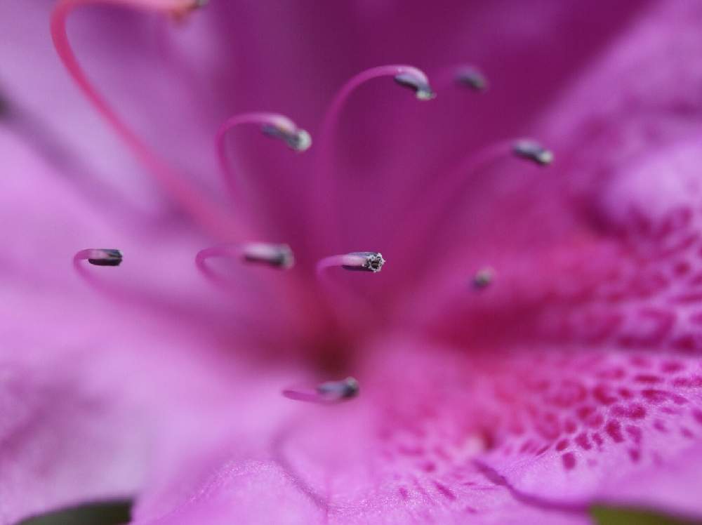 ツツジの投稿画像 By Trekkさん オオムラサキツツジと大紫躑躅と常緑低木とツツジ科と春のお花と4月の花 月4月16日 Greensnap グリーンスナップ