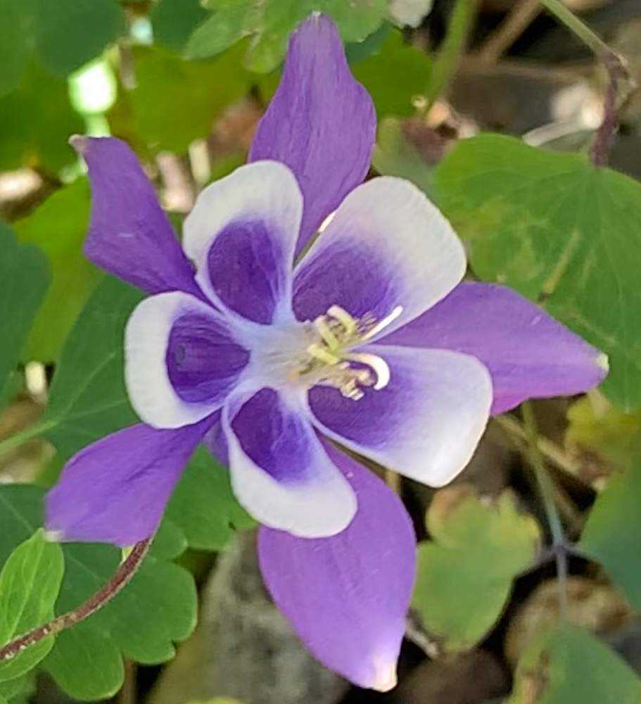 色々な オダマキを集めてみました Greensnap グリーンスナップ