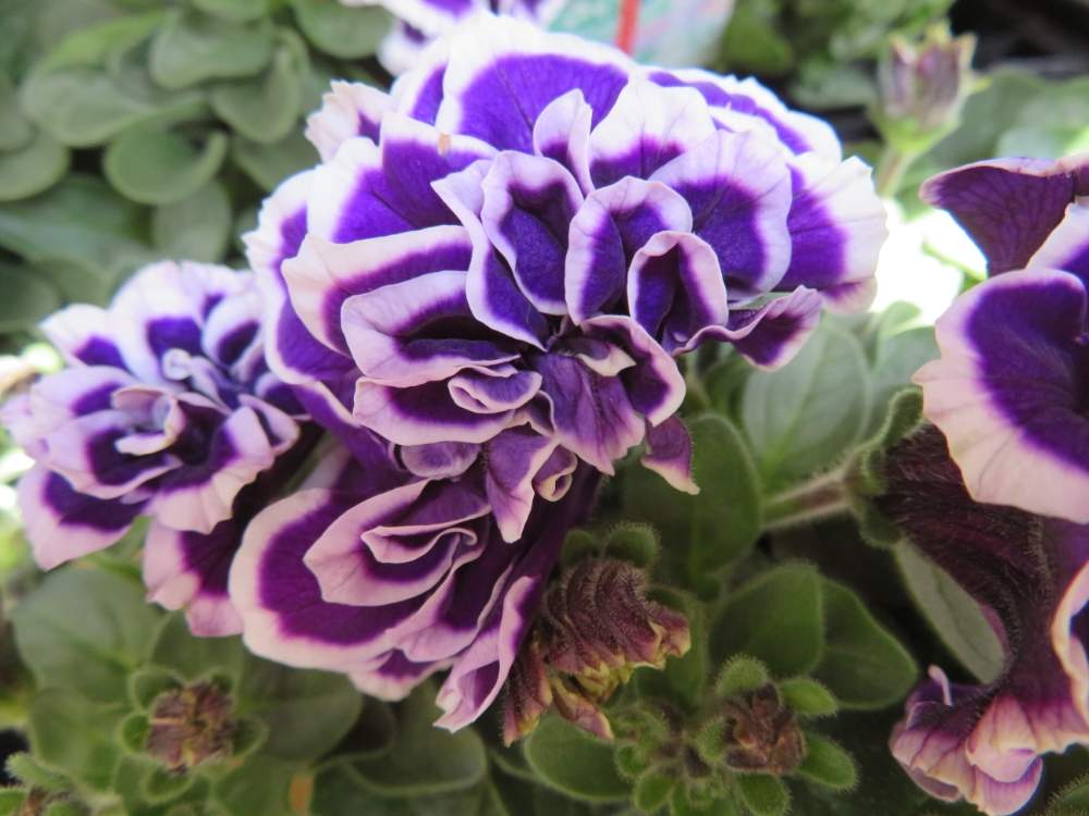 ペチュニア 花衣 藍染の投稿画像 By ゆーちゃんさん 千葉県と 最前線のあなたへとバラと夢clubとおはなやさんと花のある暮らし 月4月17日 Greensnap グリーンスナップ