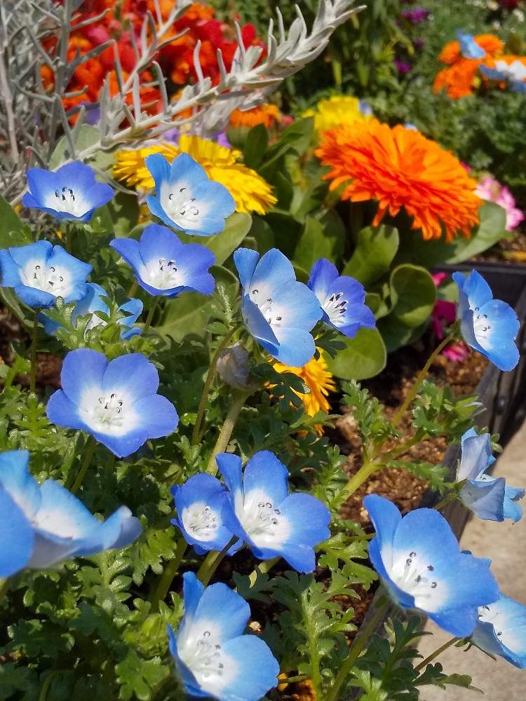 ネモフィラの投稿画像 By たまごさん オレンジ色の花とプランターと可愛い花と青い花とおうち園芸と黄色い花と綺麗な花とガーデニングと花のある暮らしと かわいい花 月4月17日 Greensnap グリーンスナップ