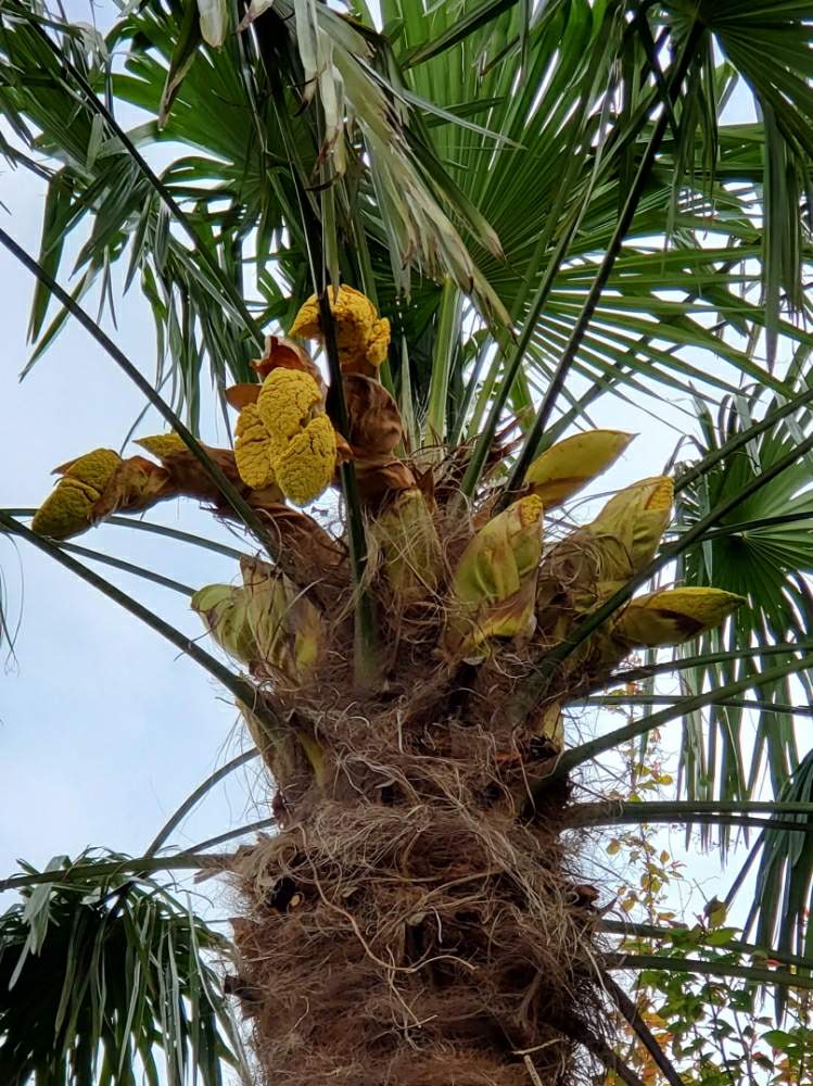 トウシュロの木 耐寒性ヤシの木 トウジュロ、棕櫚、棕梠