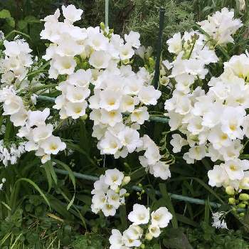 フリージャーの投稿画像一覧 Greensnap グリーンスナップ