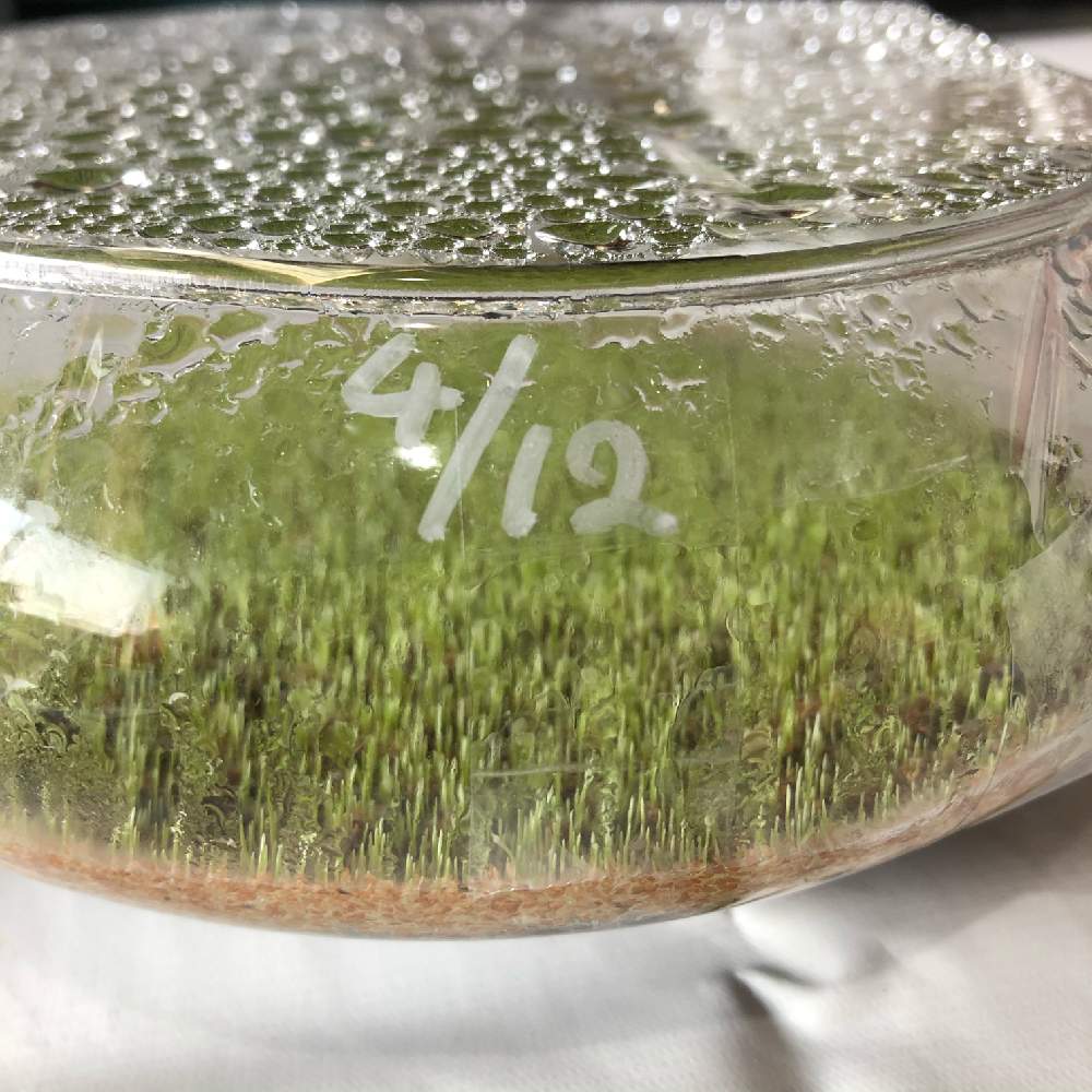 ヘアーグラスの投稿画像 By Takaさん 水草とアクアリウムと水上葉とおうち園芸 月4月17日 Greensnap グリーンスナップ