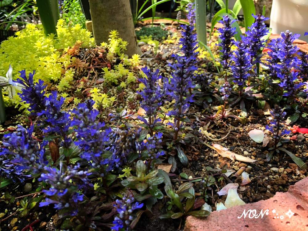 セダムの投稿画像 By のん さん アジュガ チョコレートチップと多肉植物と花のある暮らしとちっちゃなお花とみどりのある暮らし 月4月17日 Greensnap グリーンスナップ