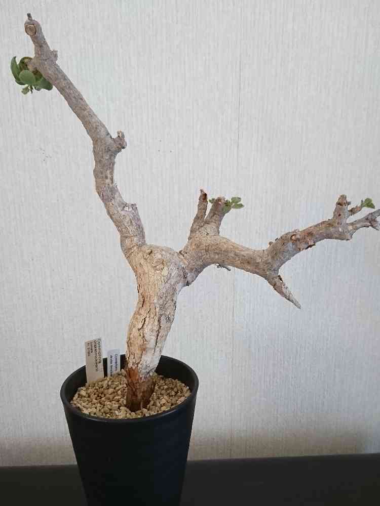 コミフォラ ドレイク ブロックマニーの一覧｜🍀GreenSnap（グリーン