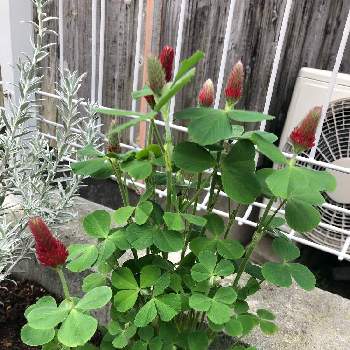 ヘリクリサム ホワイトシップの投稿画像一覧 Greensnap グリーンスナップ