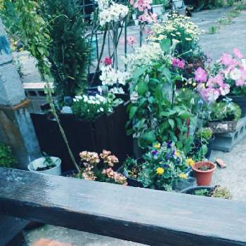 手作りの鉢の画像 by あさがおさん | 広い庭とたくさん！と花日和と春の庭とおうち園芸と鉢植えと手作りの鉢とDIYと毎年咲くと꒰ღ˘◡˘ற꒱かわゅ~と花のある暮らしとクレマチス 鉢植え
