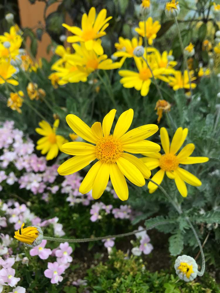 花男さんの投稿画像 04 17 15 38 52 0 Greensnap グリーンスナップ Greensnap グリーンスナップ