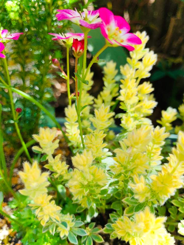 ロータス ブリムストーンの投稿画像 By Ma さん くもま草と花と緑のある暮らしと花に癒されてと おうち園芸 フォトコンテスト 月4月17日 Greensnap グリーンスナップ