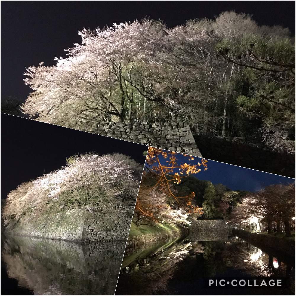 お出かけ先の投稿画像 By チュービーさん 桜フォトコンと水鏡の桜 彦根城のお掘り 神秘の夜桜とさくら 桜 サクラ と花のある暮らしとお花見散歩と桜フォトコンと水鏡の桜 彦根城のお掘り 神秘の夜桜とさくら 桜 サクラと花のある暮らしとお花見散歩 月4