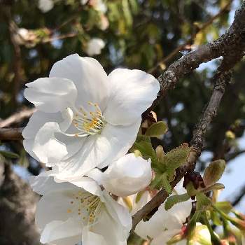 綺麗な桜の投稿画像一覧｜🍀GreenSnap（グリーンスナップ）