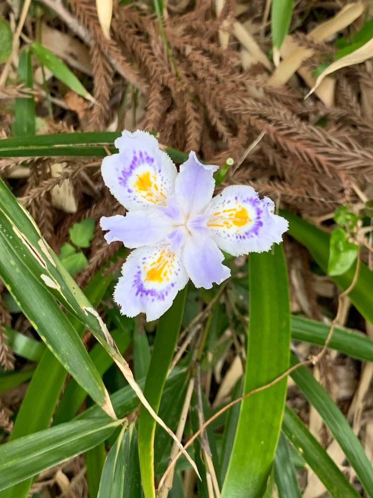 しゃが 花 シャガ 花が咲かない