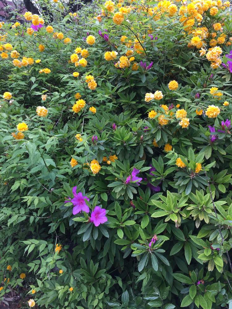 ツツジの投稿画像 By Toughさん モッコウバラ 月4月17日 Greensnap グリーンスナップ