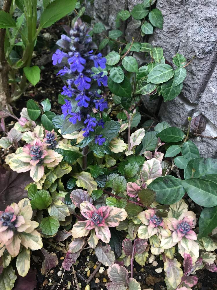 アジュガの投稿画像 By Miochiさん 花壇と花のある暮らしと アジュガとおうち園芸 月4月17日 Greensnap グリーンスナップ