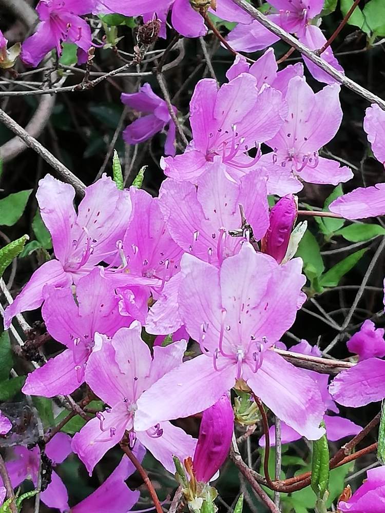 ミツバツツジの投稿画像 By はやとものかずさん 三つ葉ツツジとみつばつつじ 月4月17日 Greensnap グリーンスナップ