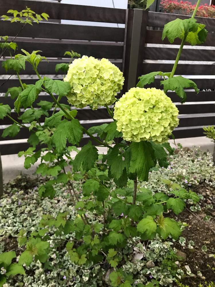 ビバーナム スノーボールの投稿画像 By なおさん 月4月17日 Greensnap グリーンスナップ