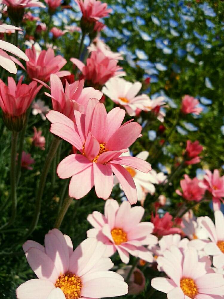 ローダンセダムの投稿画像 By マロさん 水色の花とgs映えとおうち園芸と ネモフィラとはるとピンク色の花と花のある暮らし 月4月17日 Greensnap グリーンスナップ