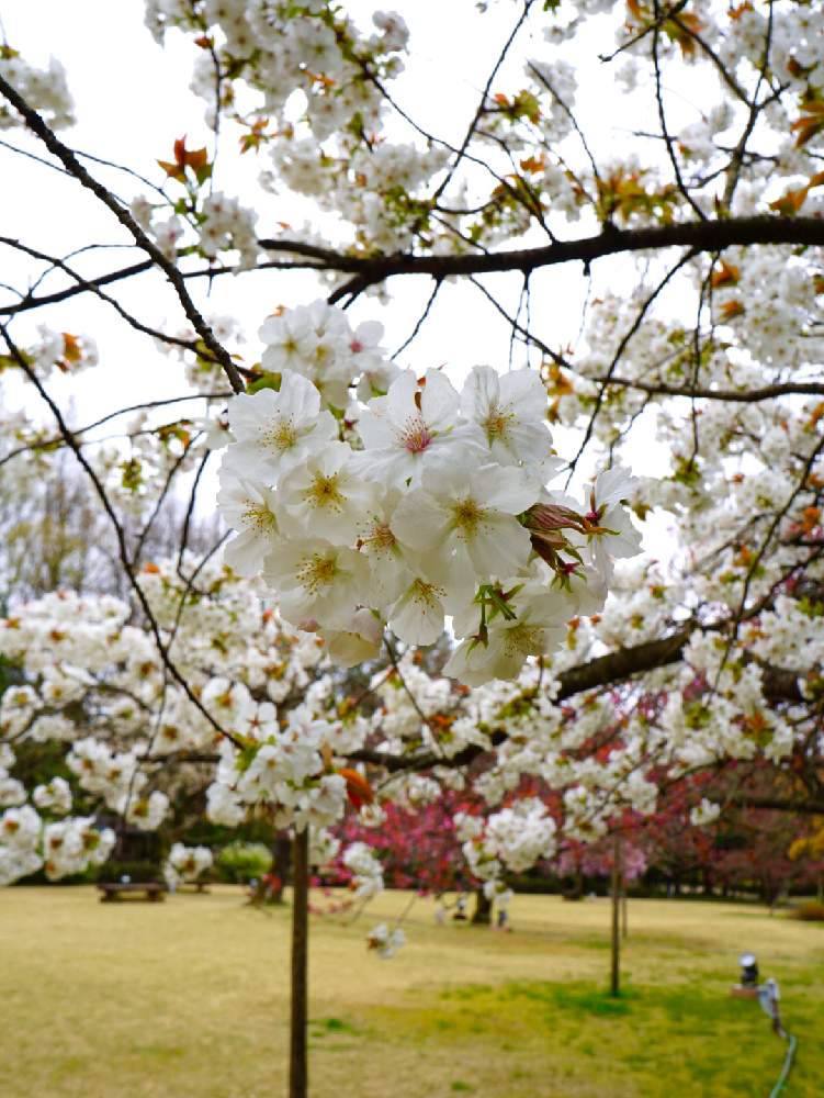 太白 桜 の投稿画像 By Mさん 月4月17日 Greensnap グリーンスナップ