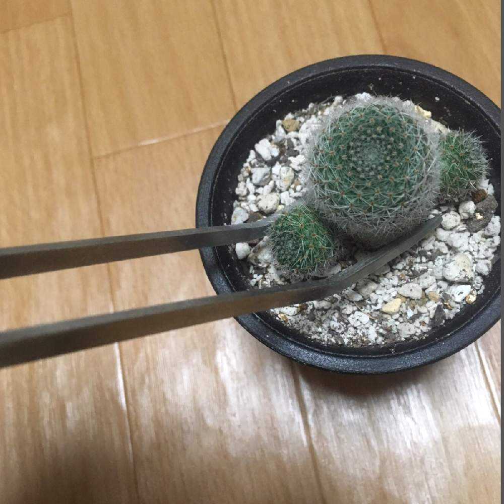 刺さらない サボテンの世界 痛くない Greensnap グリーンスナップ