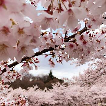 冬は必ず春となるの画像 by よねモンさん | お出かけ先とソメイヨシノとGS映えと冬は必ず春となるとGS日和と宮城県仙台市と花のある暮らし