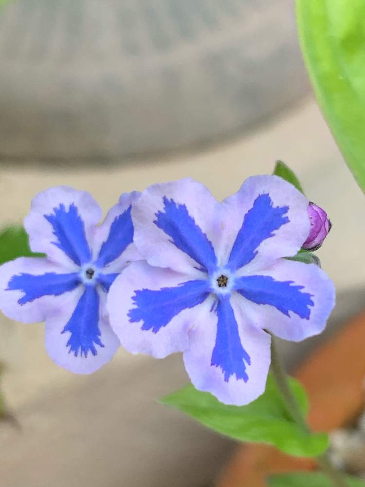 オンファロデス青の投稿画像 By Hanoshunさん 水色の花とスターリーアイズと青系の花ときれいなお花ときれいとおうち園芸と花のある暮らしと小花好き 月4月17日 Greensnap グリーンスナップ