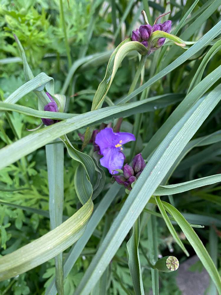 お出かけ先の投稿画像 By たぶたぶさん 月4月17日 Greensnap グリーンスナップ