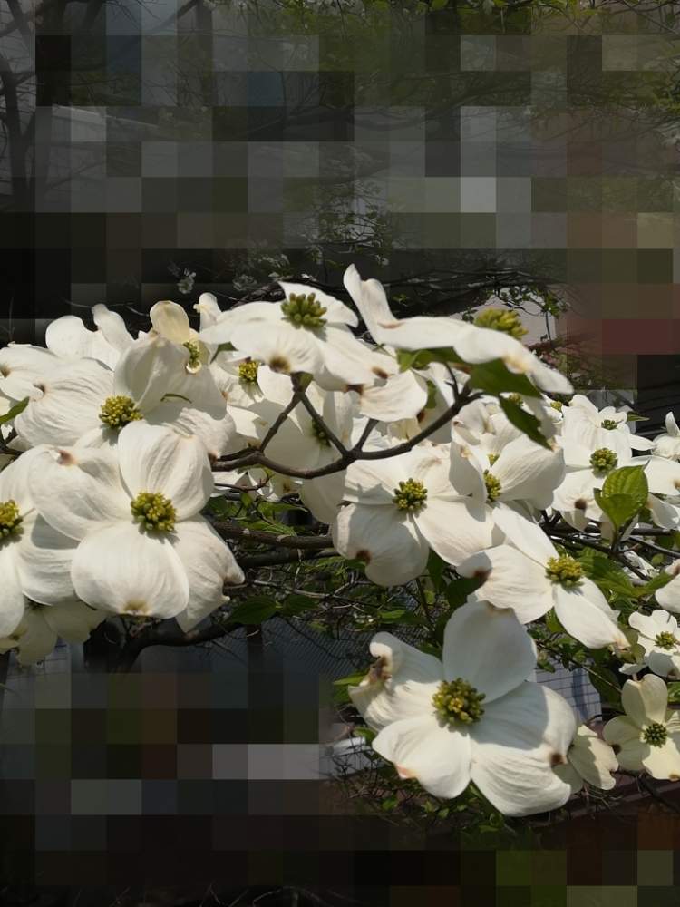 ハナミズキの投稿画像 By ゆかちゃんさん 白い花と花のある暮らし 月4月17日 Greensnap グリーンスナップ