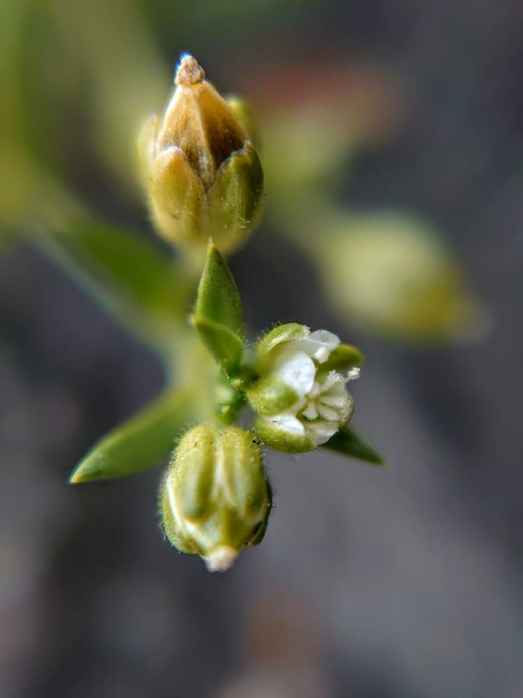 ツメクサの投稿画像 By たーぼー さん 野の花と道端徘徊同盟と里山大好き協会と野草と道草と山野草大好き協会と雑草と近所とナデシコ科と通りすがり 月4月17日 Greensnap グリーンスナップ