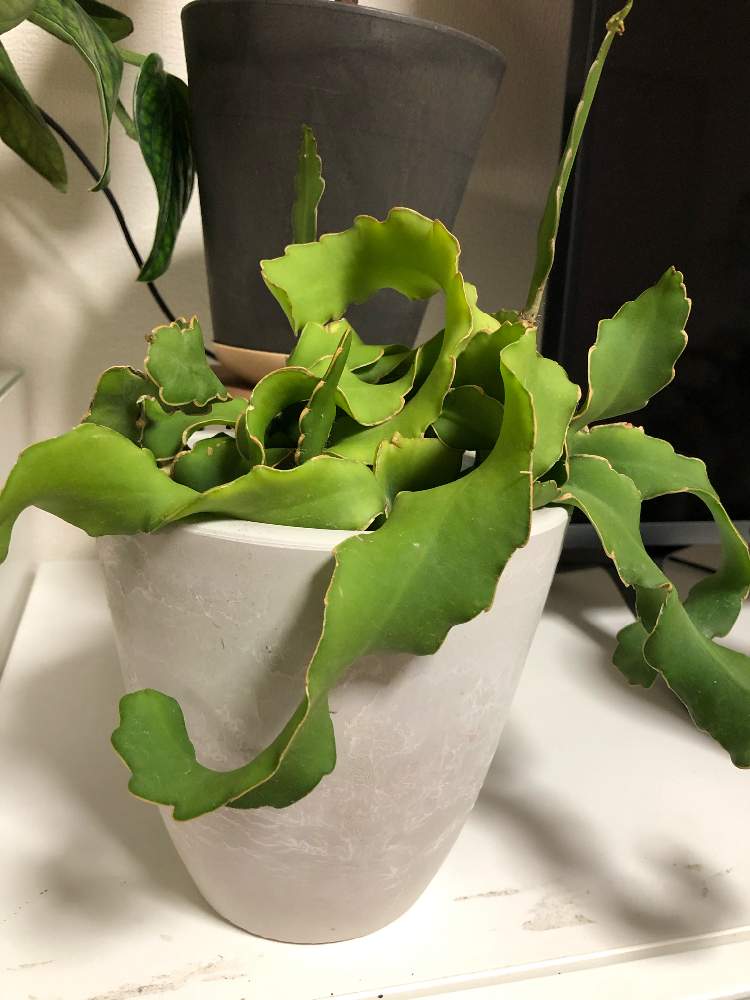 エピフィルム グアテマレンシスの投稿画像 By ナンさん エピフィルムと観葉植物と植物のある暮らしとミニドラゴンフルーツ とお部屋と植中毒とエピフィルム グアテマレンシスと観葉植物のある暮らしとエピフィラム属と部屋とエピフィルムと観葉植物と植物のある暮らしと