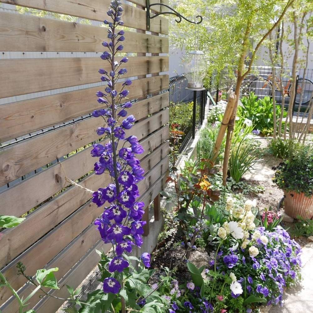 アネモネの投稿画像 By 花の首飾りさん ビオラとデルフィニウムとデルフィニウムオーロラディープパープルと背の高い花と庭の花と春のガーデニングと可愛い花とgs映えとおうち園芸と 春のガーデニングと春らしい色と花のある暮らしとかわいいと紫の花 月4月