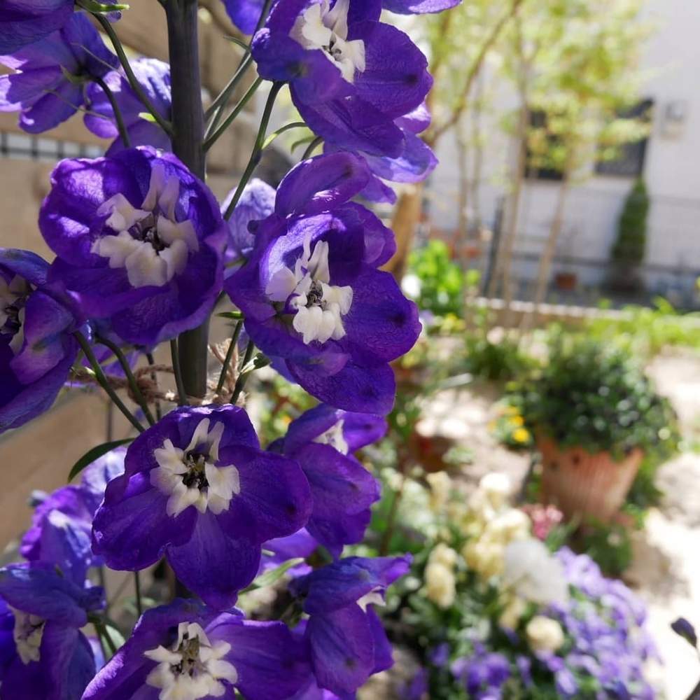 デルフィニウムの投稿画像 By 花の首飾りさん デルフィニウムオーロラディープパープルと背の高い花と庭の花と可愛い花 とgs映えとおうち園芸と おうち園芸 フォトコンテストと 春のガーデニングと春らしい色と花のある暮らしとかわいいと紫の花 月4月18日