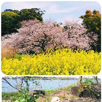 佐鳴湖の投稿画像一覧 Greensnap グリーンスナップ